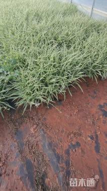 高度25厘米吊兰