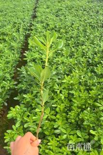 高度20厘米海桐