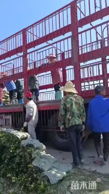 0.5公分无刺枸骨