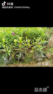 高度25厘米巴西野牡丹