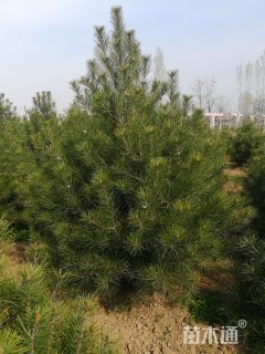 高度2000厘米白皮松