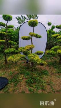 高度200厘米龙柏