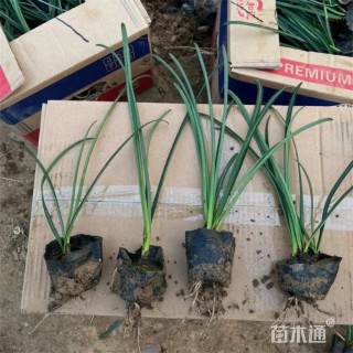 高度20厘米石蒜