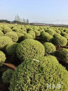 高度150厘米水腊球