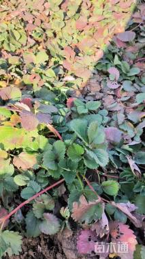 高度15厘米草莓