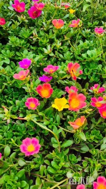 高度15厘米太阳花