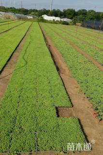 高度3厘米中华景天