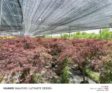 高度100厘米羽毛枫