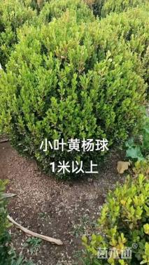 冠幅100厘米小叶黄杨球