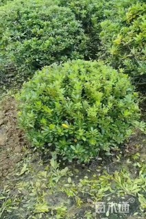 冠幅100厘米海桐球