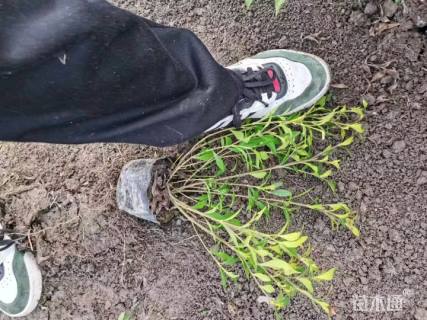 高度20厘米小叶栀子小苗