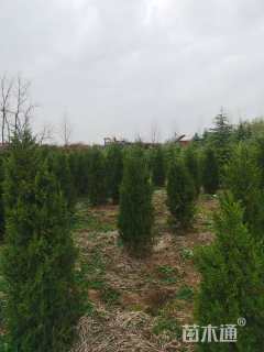高度120厘米蜀桧