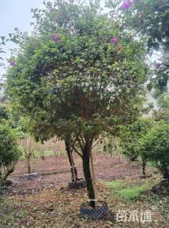 冠幅150厘米三角梅球