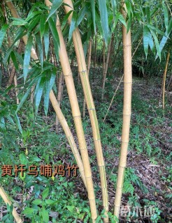 地栽苗乌哺鸡竹