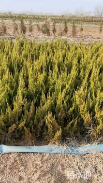 高度30厘米小龙柏