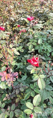 高度30厘米丰花月季