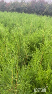 高度120厘米侧柏