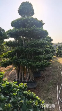 30公分造型小叶榕