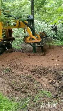 1公分美国红枫-红冠