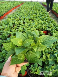 高度10厘米绣球