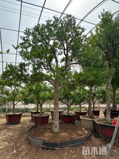 10公分造型石榴树