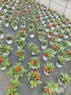 高度15厘米凤仙花