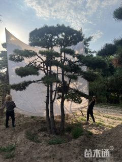 60公分造型松