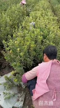 高度45厘米金边黄杨小苗