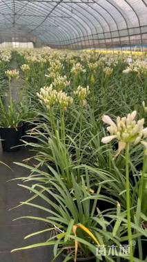 高度20厘米百子莲