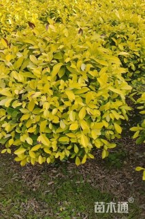 冠幅100厘米黄金榕球