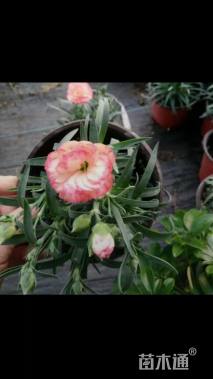 高度40厘米康乃馨