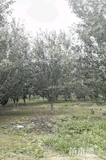 20公分西府海棠