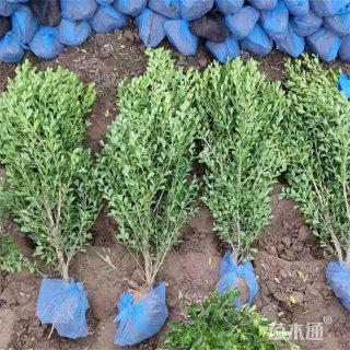 高度50厘米瓜子黄杨小苗