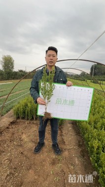 高度40厘米瓜子黄杨