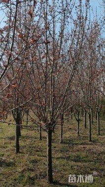 高度300厘米冬红果海棠