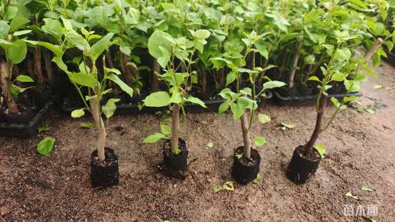 高度25厘米三角梅