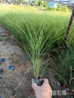 高度30厘米细叶芒