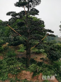 造型罗汉松