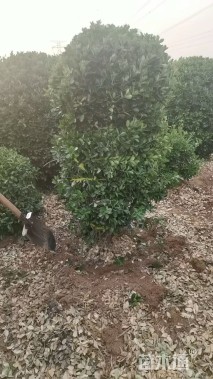 冠幅150厘米大叶黄杨球