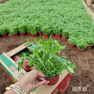 高度40厘米千屈菜