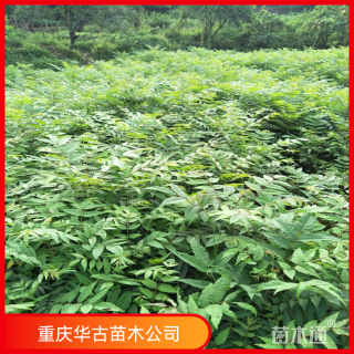 高度50厘米黄柏小苗