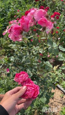 高度50厘米大花月季