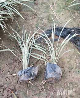 高度25厘米沿阶草