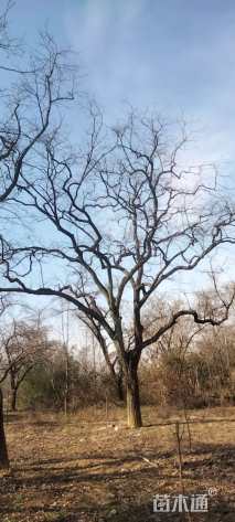 40公分柿树