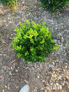 冠幅40厘米卫矛球