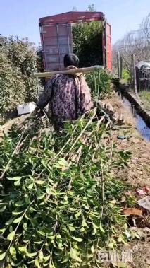 高度150厘米红叶石楠篱笆