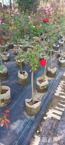 高度100厘米棒棒糖月季