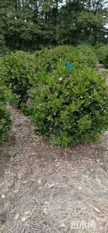 冠幅120厘米大叶黄杨球