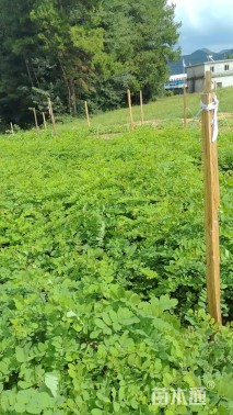 高度40厘米刺槐小苗