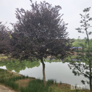 造型红花继木桩
